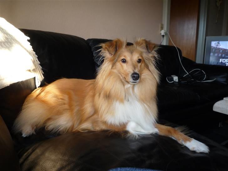 Shetland sheepdog Luna billede 16