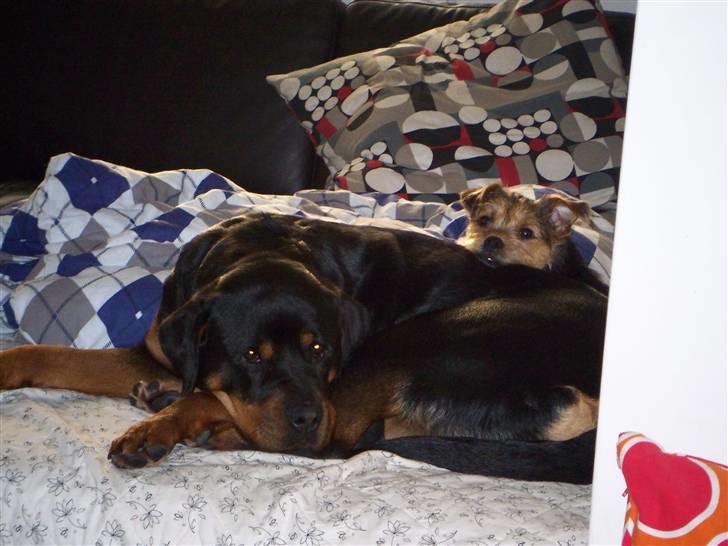 Rottweiler Dania von hause nomis billede 7