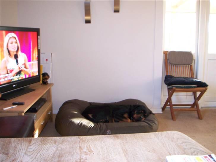 Rottweiler Dania von hause nomis billede 8