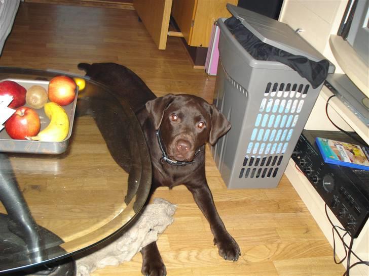 Labrador retriever Vanda billede 18