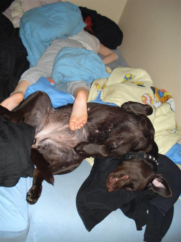 Labrador retriever Vanda billede 19