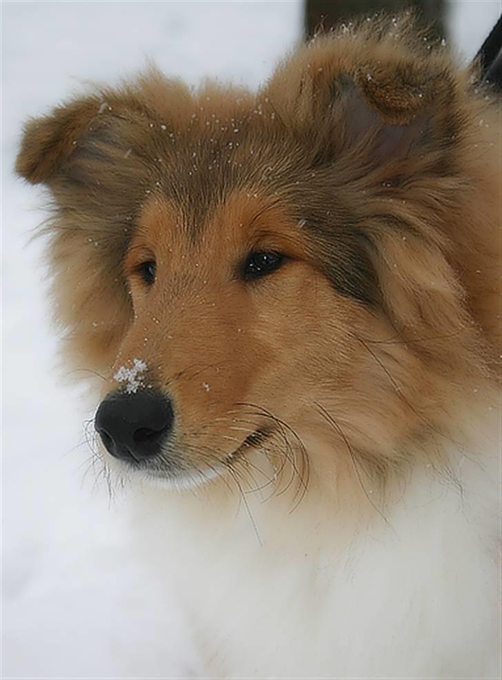 Collie langhåret ADIOR ROLLS ROYCE billede 2