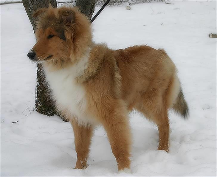 Collie langhåret ADIOR ROLLS ROYCE billede 3