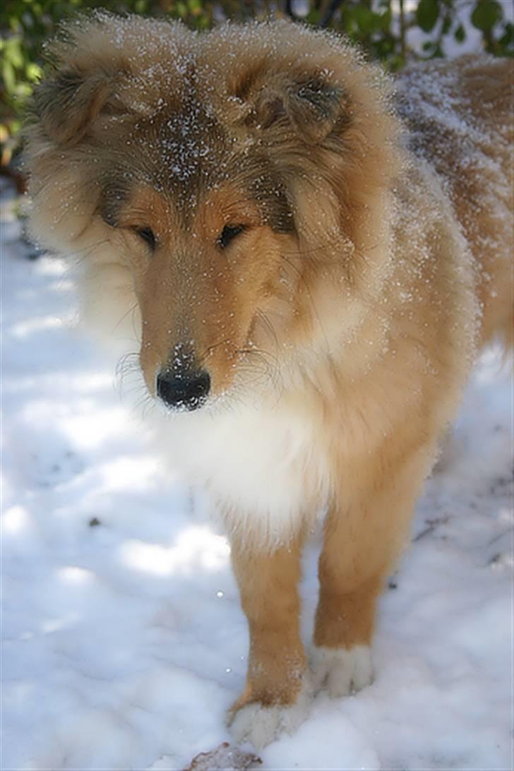 Collie langhåret ADIOR ROLLS ROYCE billede 4