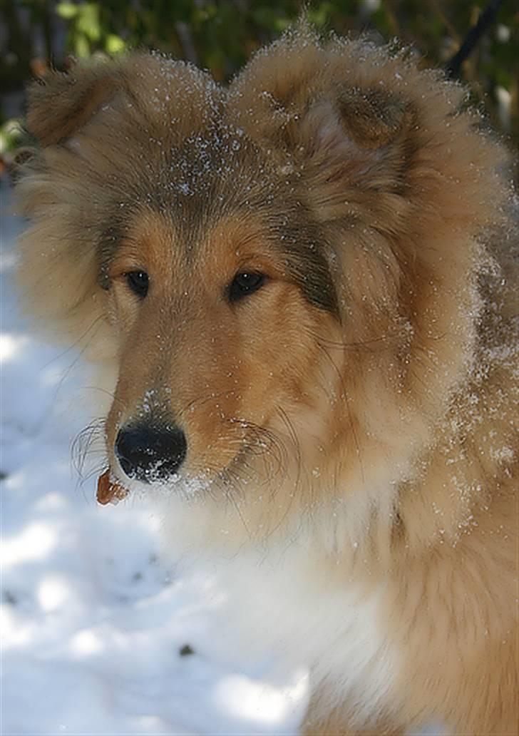 Collie langhåret ADIOR ROLLS ROYCE billede 5
