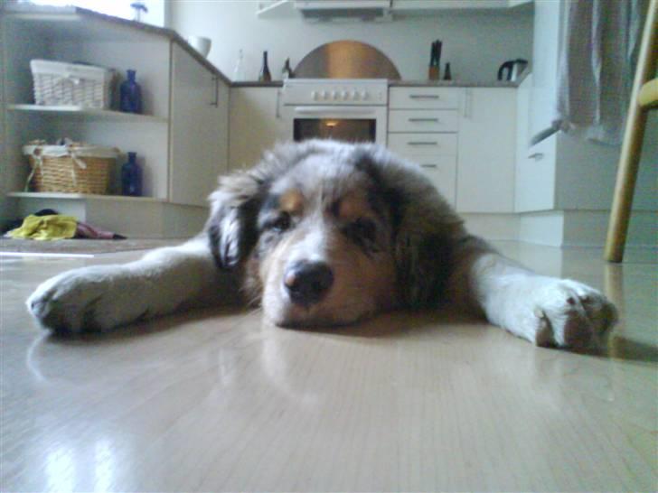 Blanding af racer Basse - ååååhr, måtte bare tage det billede. skønne hund! billede 13