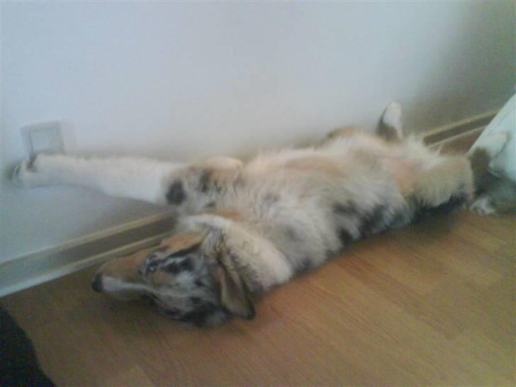 Blanding af racer Basse - sluk nu lyset mor, jeg skal SOOOOVE :D billede 14