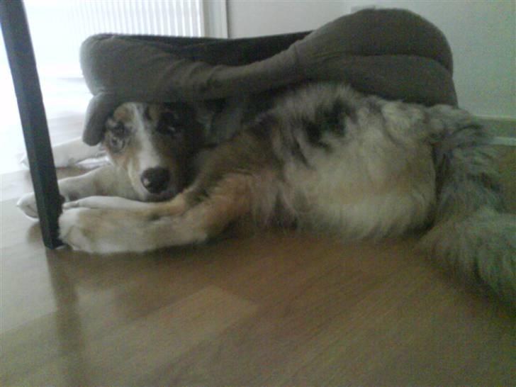 Blanding af racer Basse - jaa.. jeg ved ikke hvordan han gjorde det, :D  billede 15