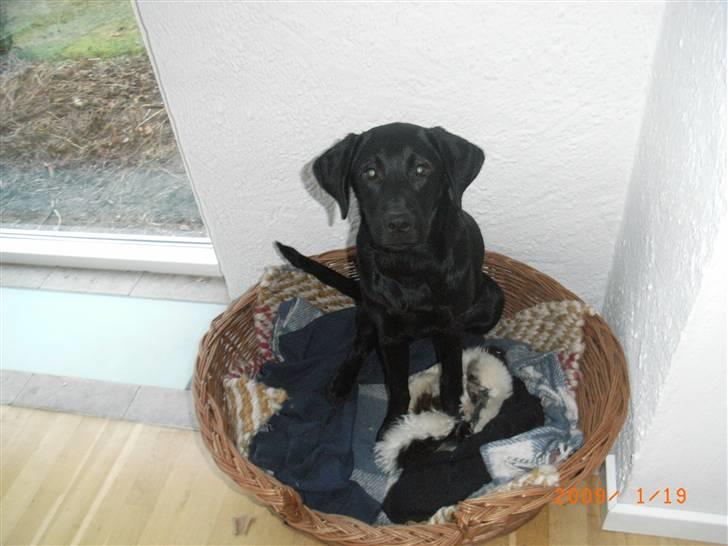 Labrador retriever Wilma <3 - Wilma-pigen i sin kurv... ;D billede 14