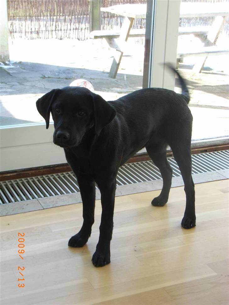 Labrador retriever Wilma <3 - WILMA!!!! <´3 billede 15