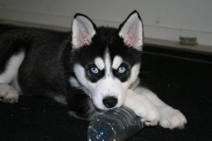 Siberian husky Enzo billede 4