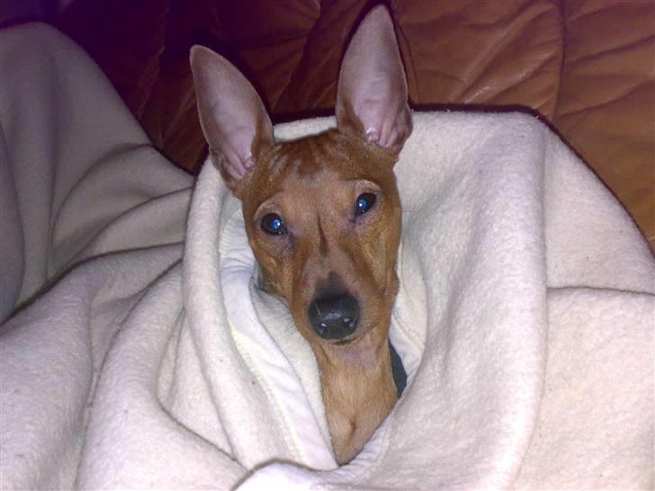 Dvaergpinscher Junior billede 11