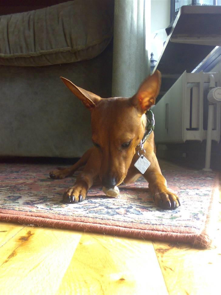 Dvaergpinscher Junior billede 12