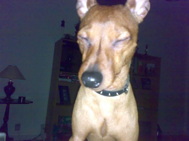 Dvaergpinscher Junior billede 13