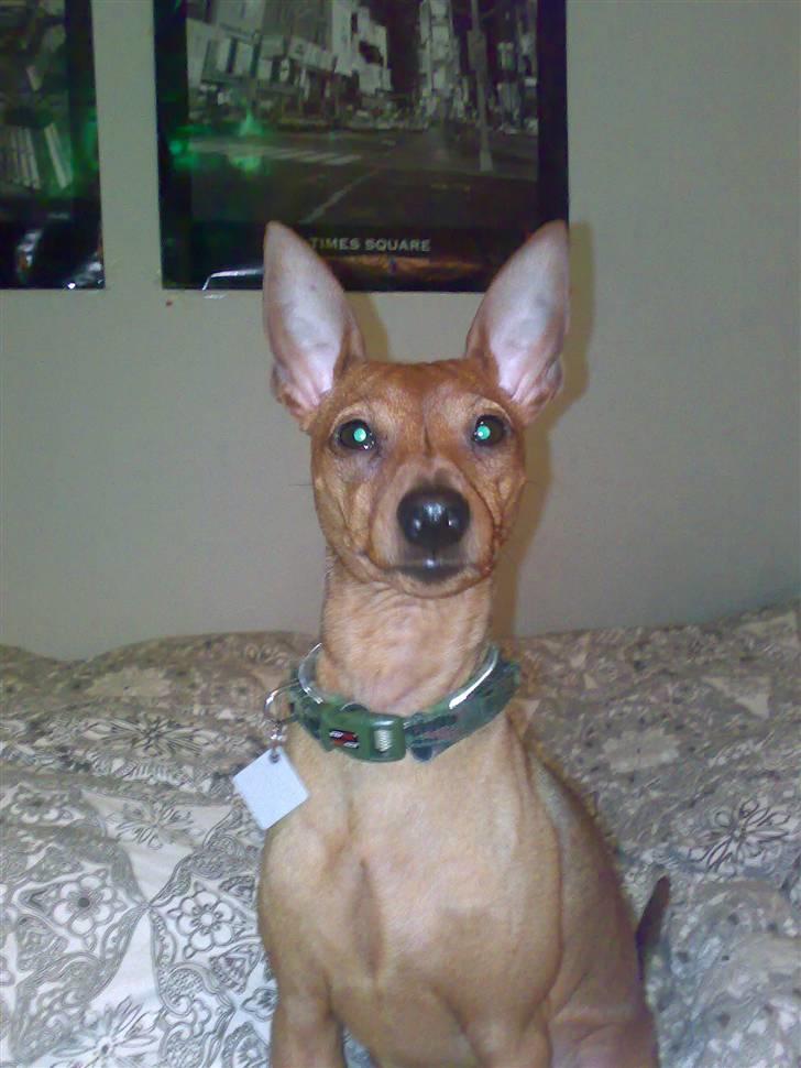 Dvaergpinscher Junior billede 14