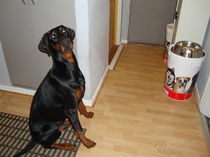 Dobermann Bandit *R.I.P* billede 18