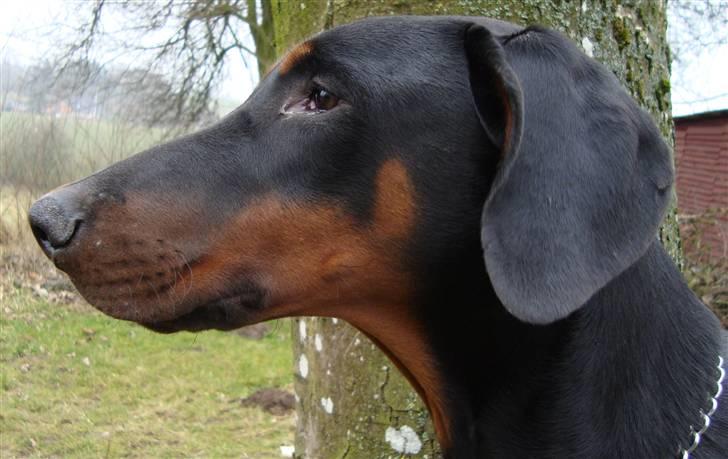 Dobermann Bandit *R.I.P* billede 19