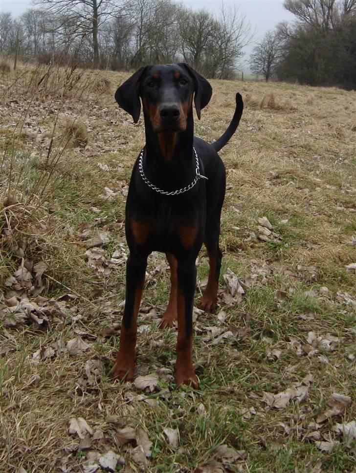Dobermann Bandit *R.I.P* billede 20