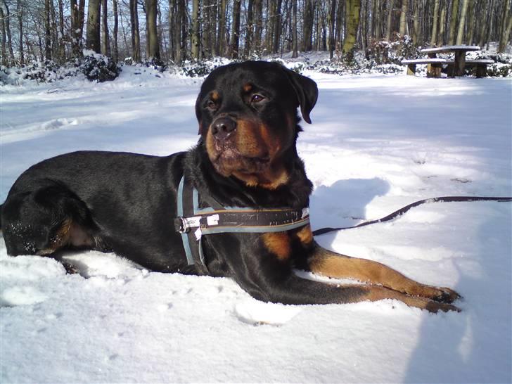 Rottweiler bosso billede 15
