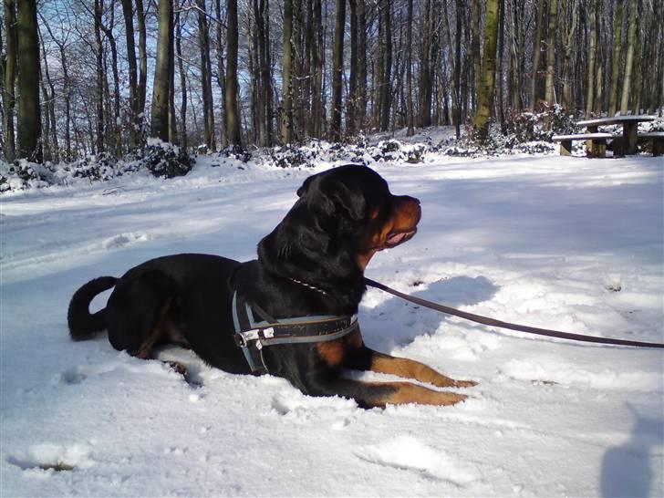 Rottweiler bosso billede 16