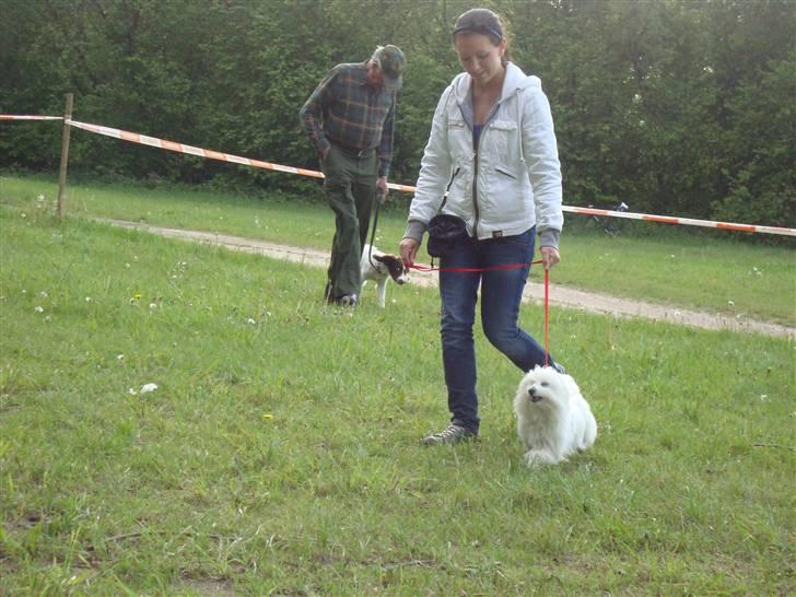 Coton de tulear Freja - Freja 8 mdr. ca til hvalpetræning billede 16
