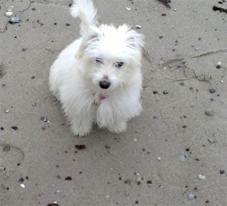 Coton de tulear Freja - Nede ved stranden for første gang.. billede 17