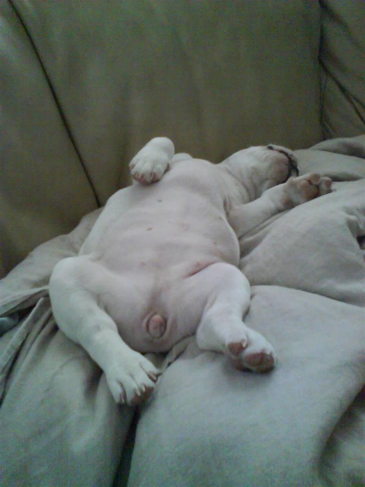 Fransk bulldog Chleo billede 4