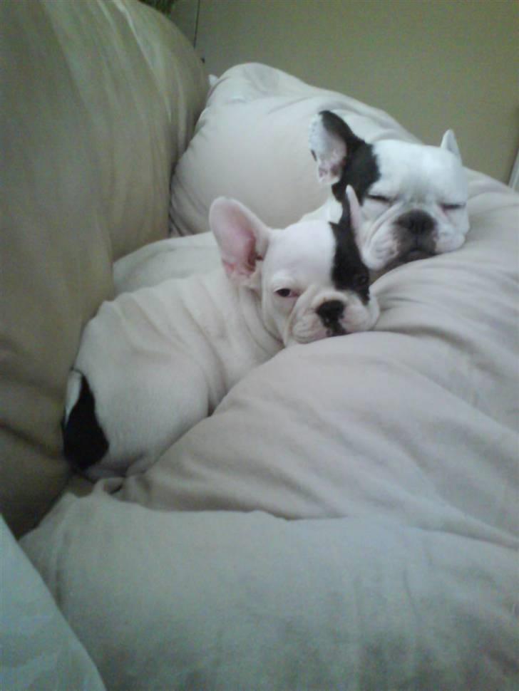 Fransk bulldog Chleo billede 6