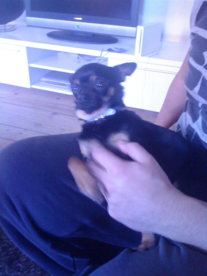 Chihuahua Bisse billede 2