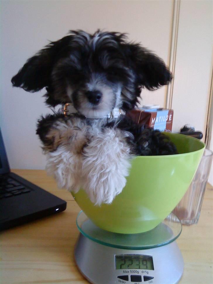 Chinese crested powder puff Mocca billede 1