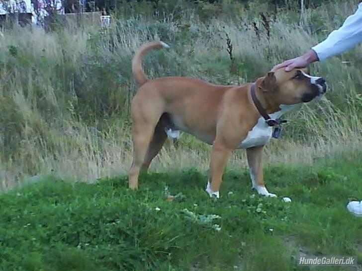 Amerikansk staffordshire terrier Balou billede 16