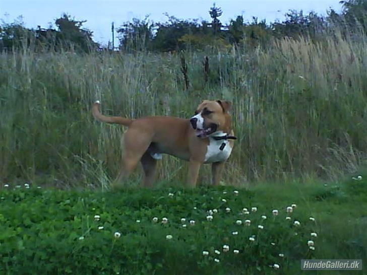 Amerikansk staffordshire terrier Balou billede 17