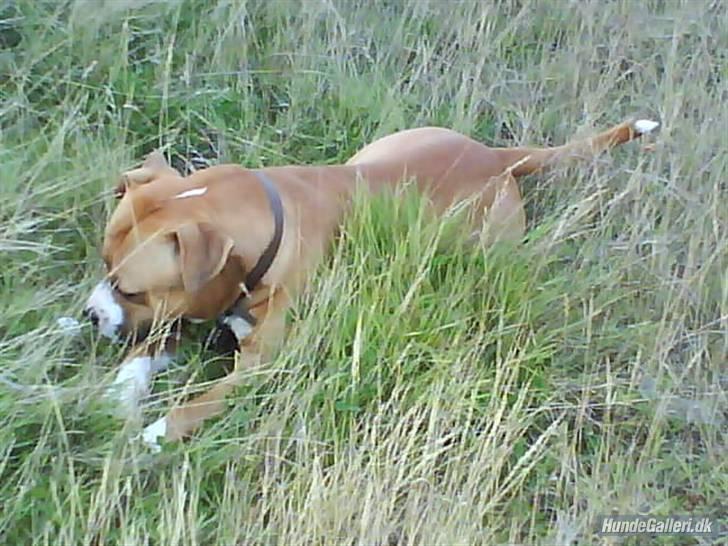 Amerikansk staffordshire terrier Balou billede 18