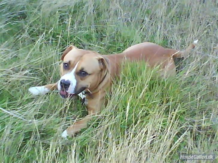 Amerikansk staffordshire terrier Balou billede 19