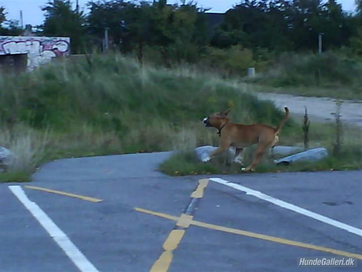 Amerikansk staffordshire terrier Balou billede 20