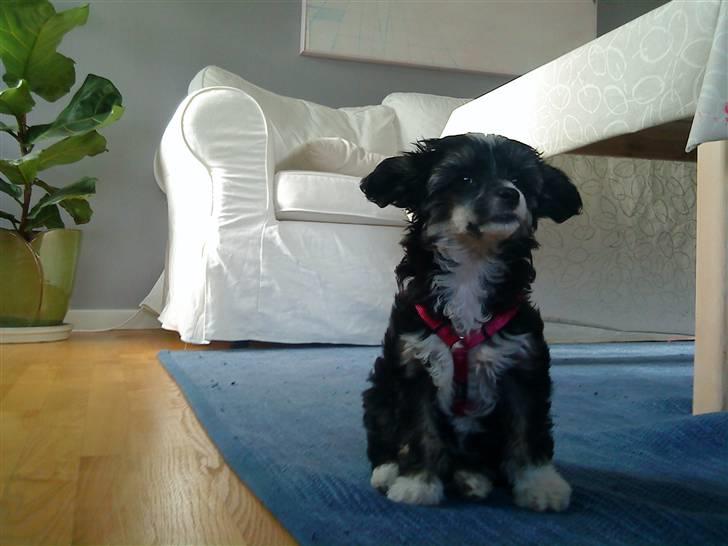 Chinese crested powder puff Mocca billede 2