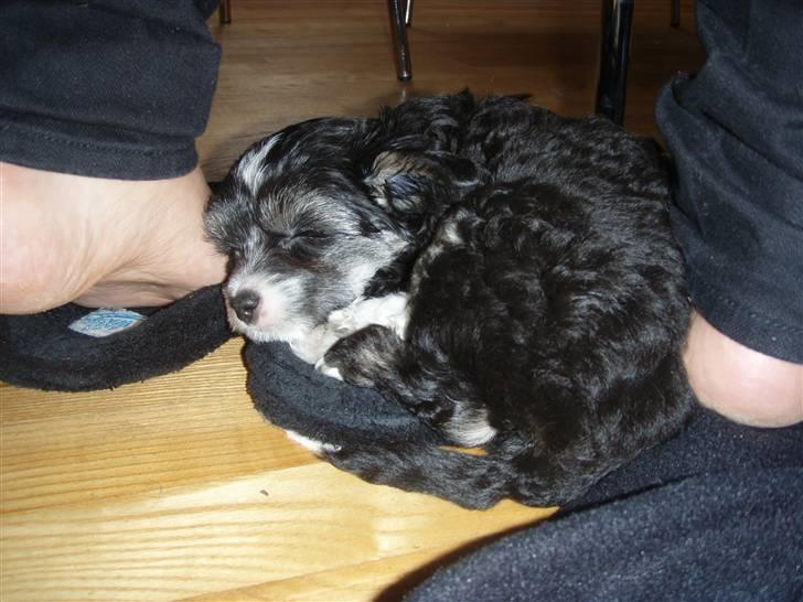 Chinese crested powder puff Mocca billede 3