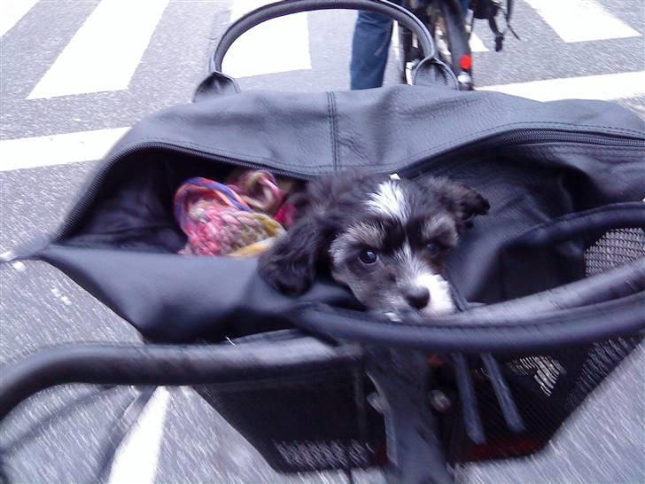 Chinese crested powder puff Mocca billede 4