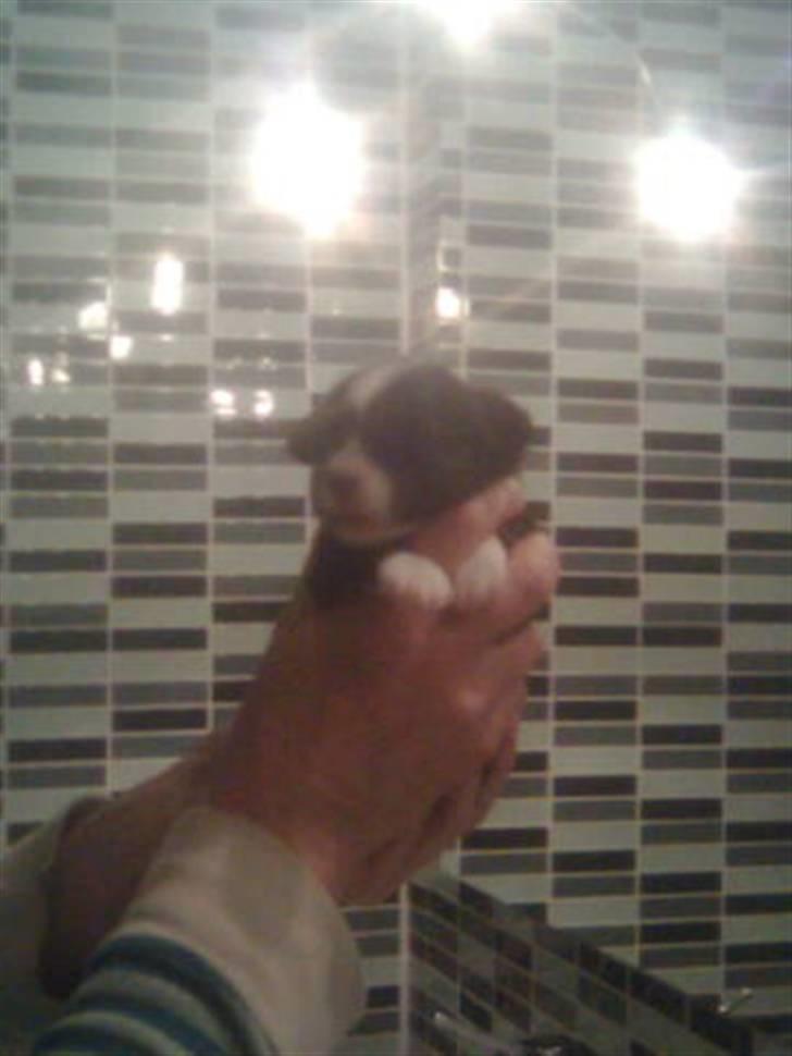 Chinese crested powder puff Mocca billede 5