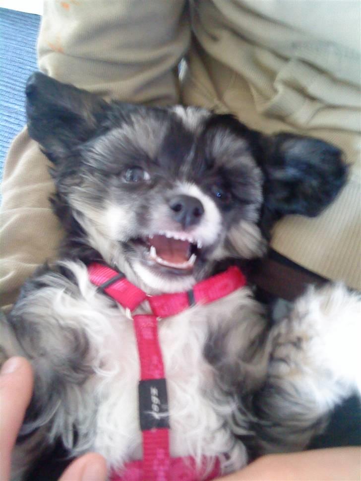 Chinese crested powder puff Mocca billede 6