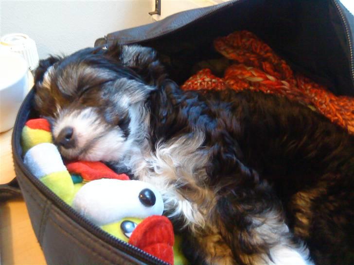 Chinese crested powder puff Mocca billede 7