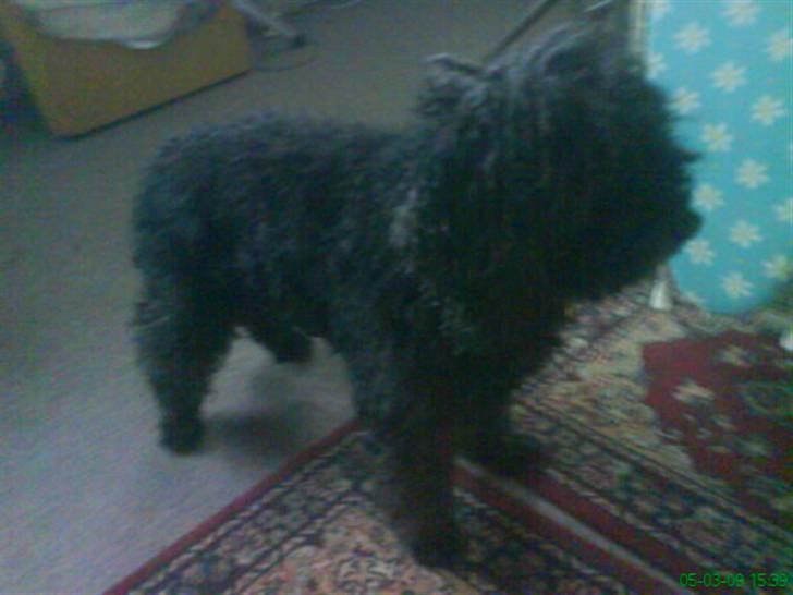 Mellempuddel Oliver billede 2