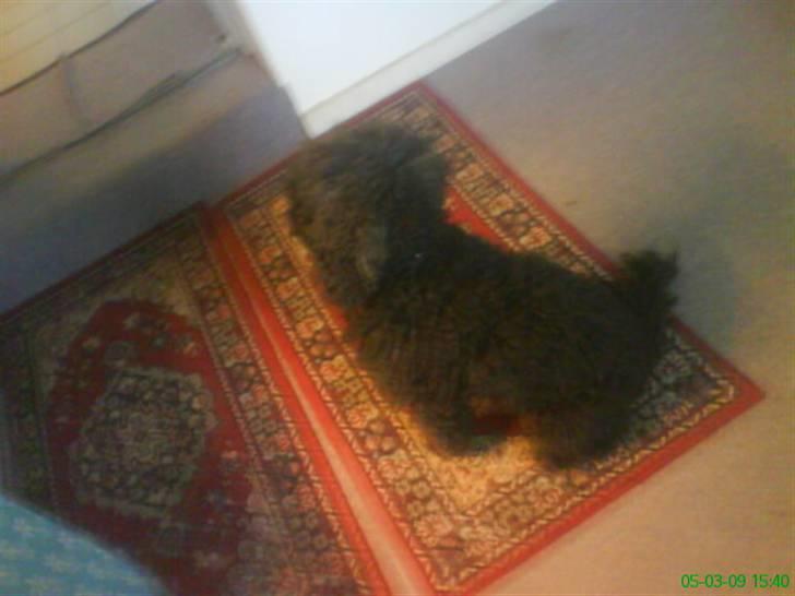 Mellempuddel Oliver billede 5