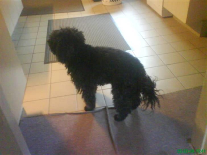 Mellempuddel Oliver billede 6