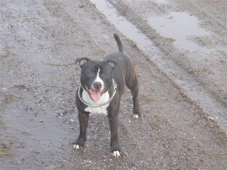 Staffordshire bull terrier Fancystaff Cody billede 1