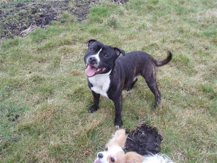Staffordshire bull terrier Fancystaff Cody billede 2