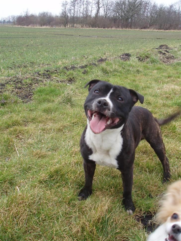Staffordshire bull terrier Fancystaff Cody - Ude og kaste med pind billede 3