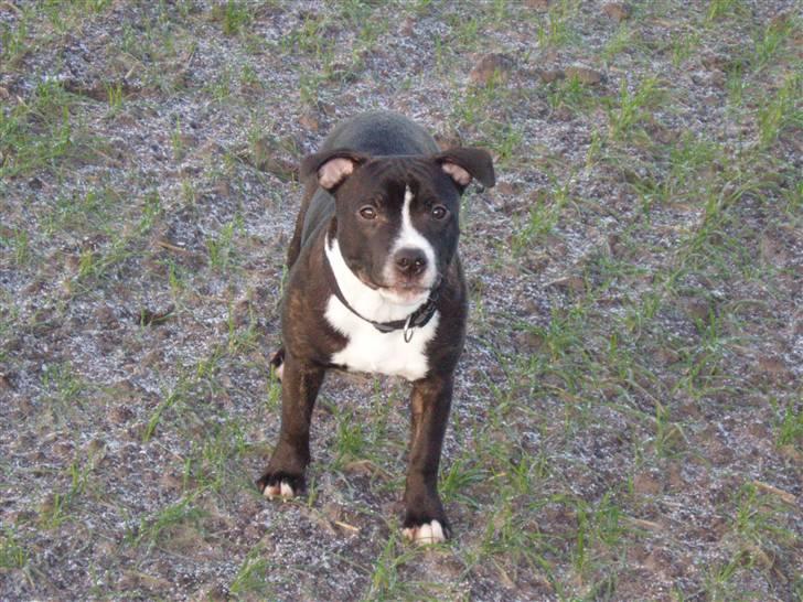 Staffordshire bull terrier Fancystaff Cody - Cody 6 Mdr billede 4