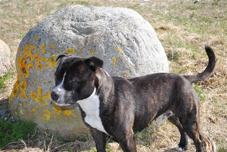 Staffordshire bull terrier Fancystaff Cody - April 2010 billede 5