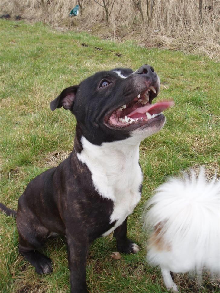 Staffordshire bull terrier Fancystaff Cody billede 6